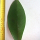 Leaf of the Mangosteen Purple