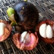 Purple Mangosteen from Bali