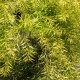 Buy Melaleuca Revolution Gold (Melaleuca bracteata)