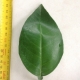 Leaf of the Orange Arnold Blood