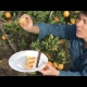 Growing Arnold blood Orange Fruit trees with planting and establishing tips to get the most out of your tree
