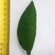 Leaf of the Orange Smooth Seville