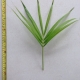 Leaf of the Palm Jucara
