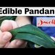 Edible Pandanus plants how they can be grown in subtropical climates to be used in cooking mains and deserts