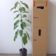 Peanut  Tree For Sale (Size: Medium)  (Grown from Seed)