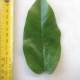 Leaf of the Peanut Tree
