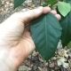 The leaf of a young peanut tree