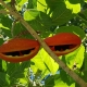 Peanut Tree Sterculia quadrifida ripening on the tree