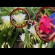 Solving Pollination Issues using the Pearl Dragon Fruit