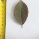 Leaf of the Plum Yarrahapinni Blood