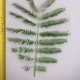 Leaf of the Poinciana