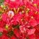 Poinciana close up of flowers