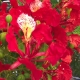 Poinciana Tree in flower a great shade tree for the subtropics