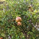 Pomegranates ripening in Spring this one has a bit to go yet