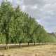 Poplars make an excellent farm windbreak