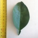 Leaf of the Pummelo Carters Red