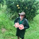 Carters Red Pummelo Pomelo taken by Greg Daley of https://www.daleysfruit.com.au at Fruit Forest Farm Visit