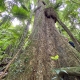 Red Cedar Trees growing in Sheep Station Creek Rainforest in Australia