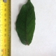 Leaf of the Richmond Birdwing Vine