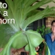 How to Grow a Staghorn on a verandah or balcony