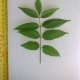 Leaf of the Toona ciliata Red Cedar