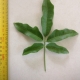 Leaf of the Tulip Satinwood