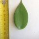 Leaf of the Vanilla Vine