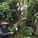 Vanilla vine with Beans that have all been hand pollinated from fruit forest farm in cairns. Image taken by Greg Daley from https://www.daleysfruit.com.au
