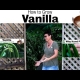 How to Grow Vanilla Plants