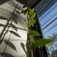 Indoor Vanilla Vine growing