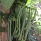 Vanilla Beans ripening on the vine