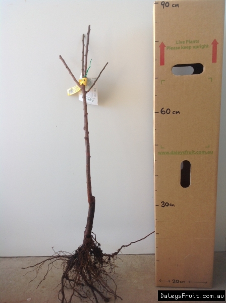 Bare Root Tree Large Against Box