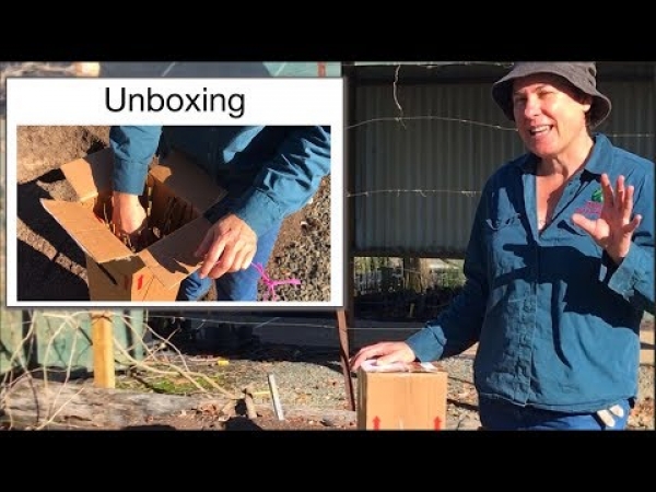 YouTube: Unboxing Bare Root Fruit Trees