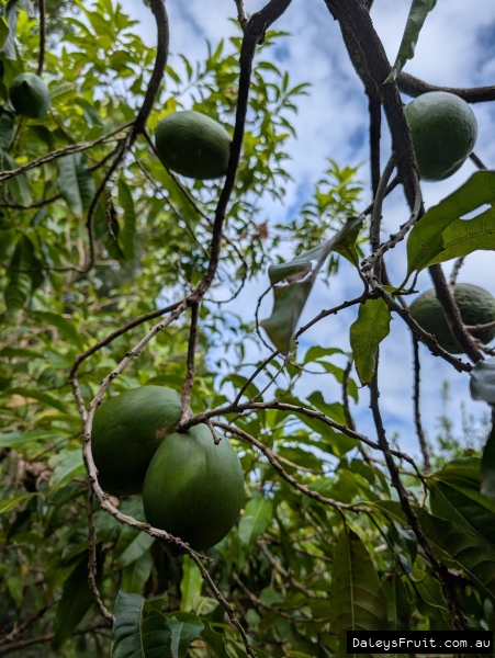 Green Abiu ripening on sparse tree