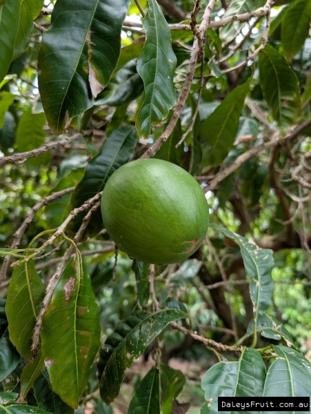 Green Abiu ripening on sparse tree
