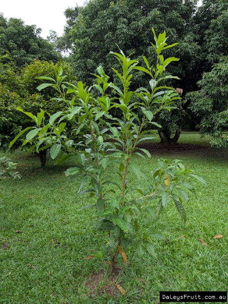 Compact young growth on an abiu tree