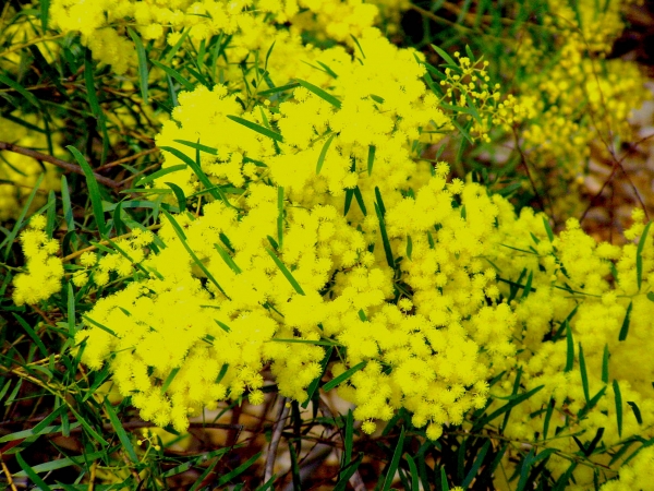 Acacia fimbriata Fringe Wattle