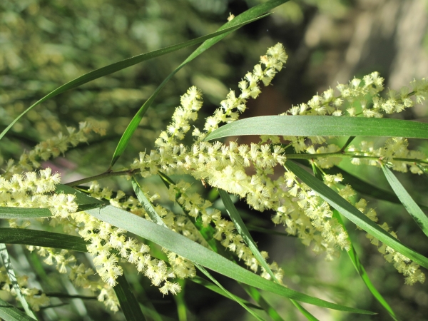 Acacia floribunda Gossamer wattle