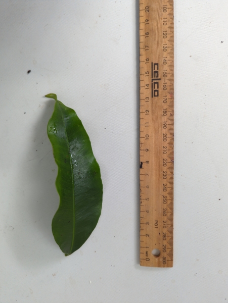 Leaf of the Achacha - Grafted