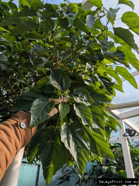 Bixa in full leaf in Adelaide Botanic Gardens