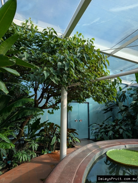 Achiote in full leaf in Adelaide Botanic Gardens