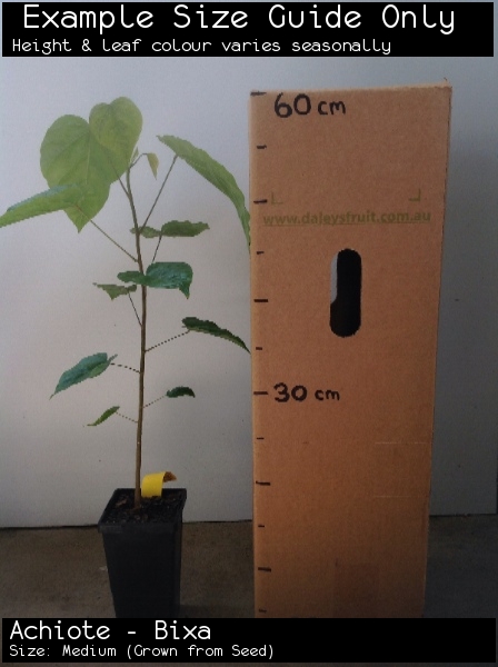 Achiote - Bixa For Sale (Size: Medium) (Grown from Seed)