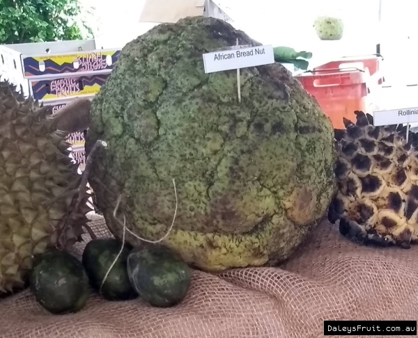 Giant African Breadfruit in a Rare Fruit display in Innisfail