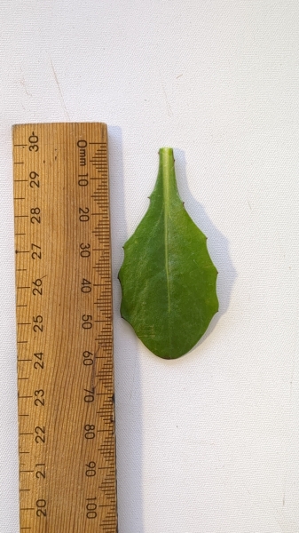 Leaf of the African daisy