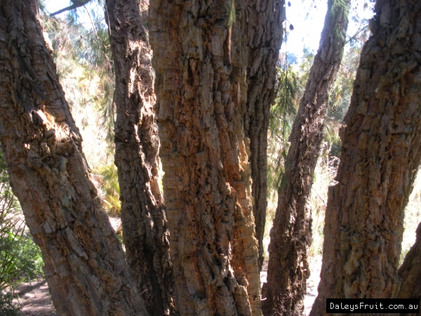 Allocasuarina torulosa