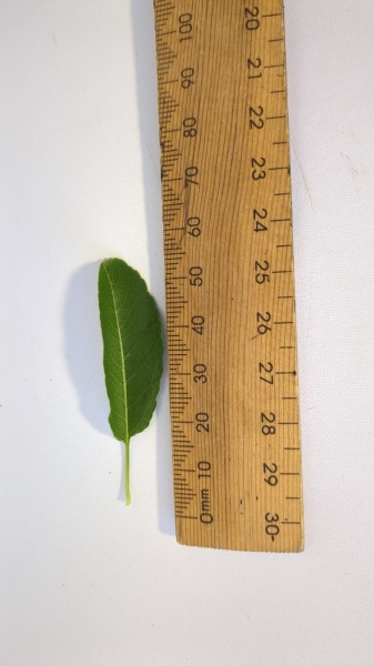 Leaf of the Almond - Self Pollinating Papershell