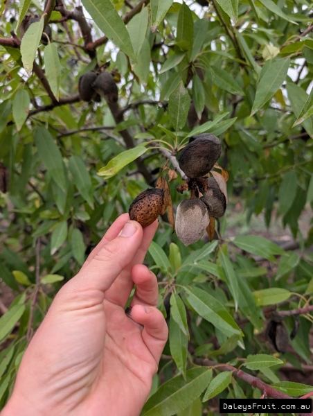 Fresh almonds coming off the tree in SA Riverland region