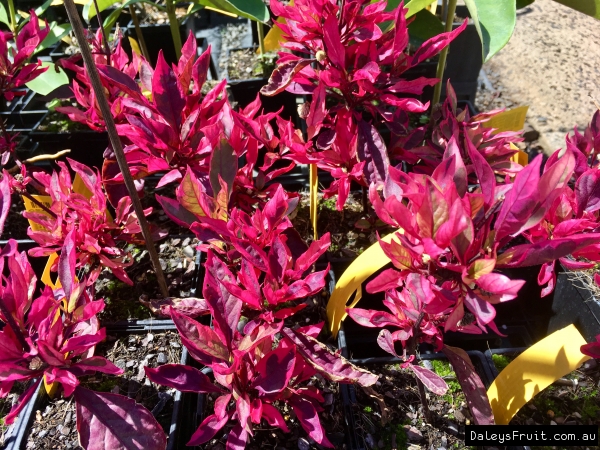 Potted Alternathera Red