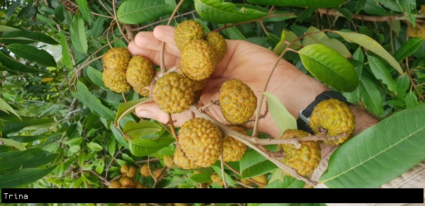 Close up of ripe Alupag fruit in a bunch on the tree
