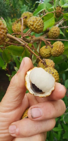 Alupag Fruit Split open showing translucent flesh and the black smooth seed